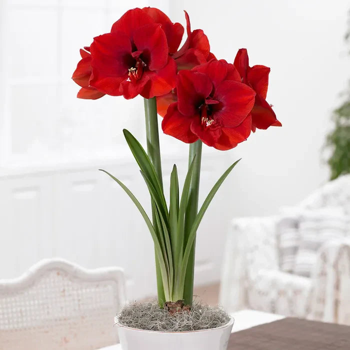 Santa and Ladder Amaryllis Stake Seeds
